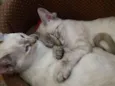 Maya e Dora