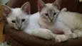 Maya e Dora
