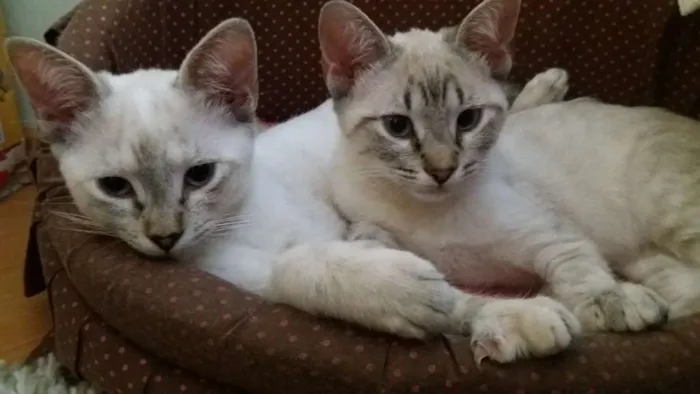 Gato ra a SRD idade 2 a 6 meses nome Maya e Dora
