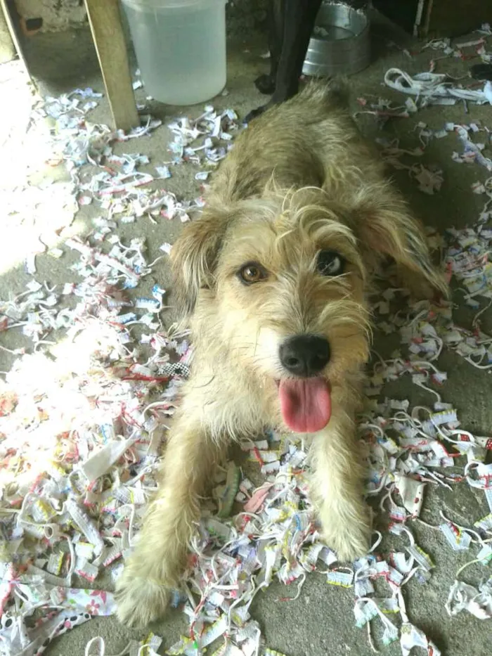 Cachorro ra a  idade 1 ano nome Milly 