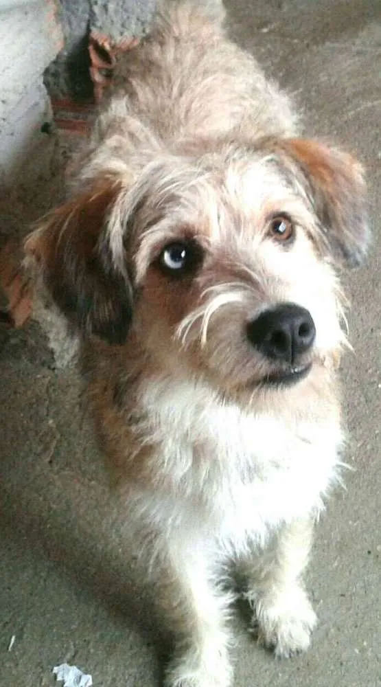 Cachorro ra a  idade 1 ano nome Milly 