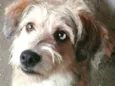 Milly 