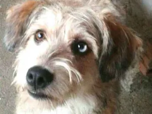 Cachorro raça  idade 1 ano nome Milly 