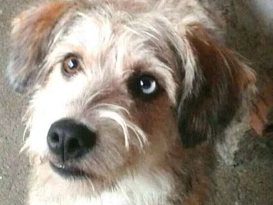 Cachorro ra a  idade 1 ano nome Milly 
