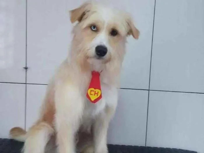 Cachorro ra a  idade 1 ano nome Grande Loiro