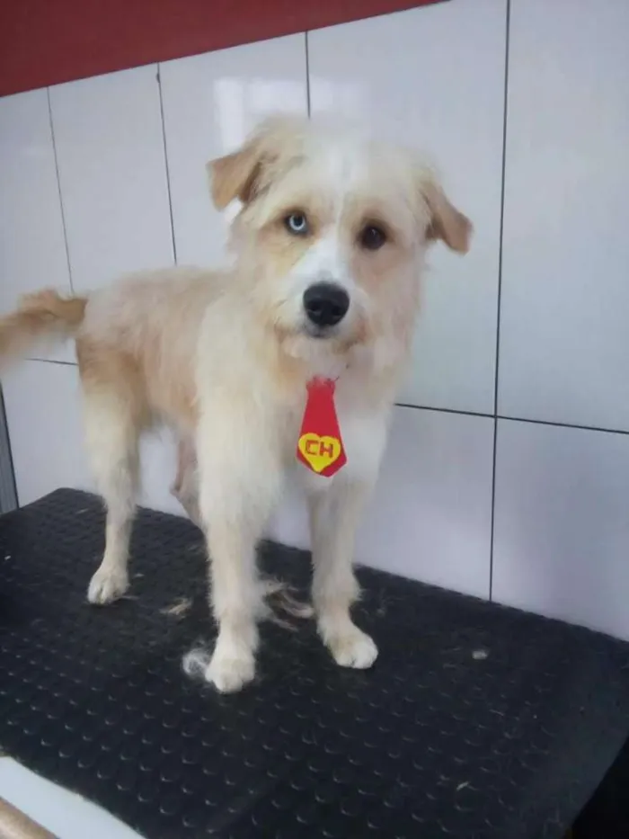 Cachorro ra a  idade 1 ano nome Grande Loiro