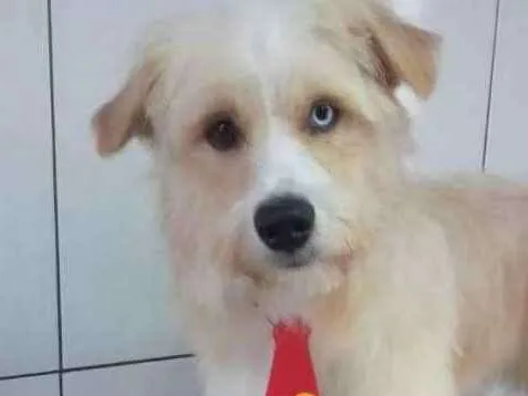 Cachorro ra a  idade 1 ano nome Grande Loiro