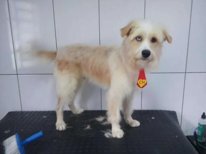 Cachorro ra a  idade 1 ano nome Grande Loiro