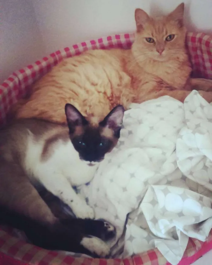 Gato ra a Sem raça definida idade 5 anos nome Siggy e Madonna