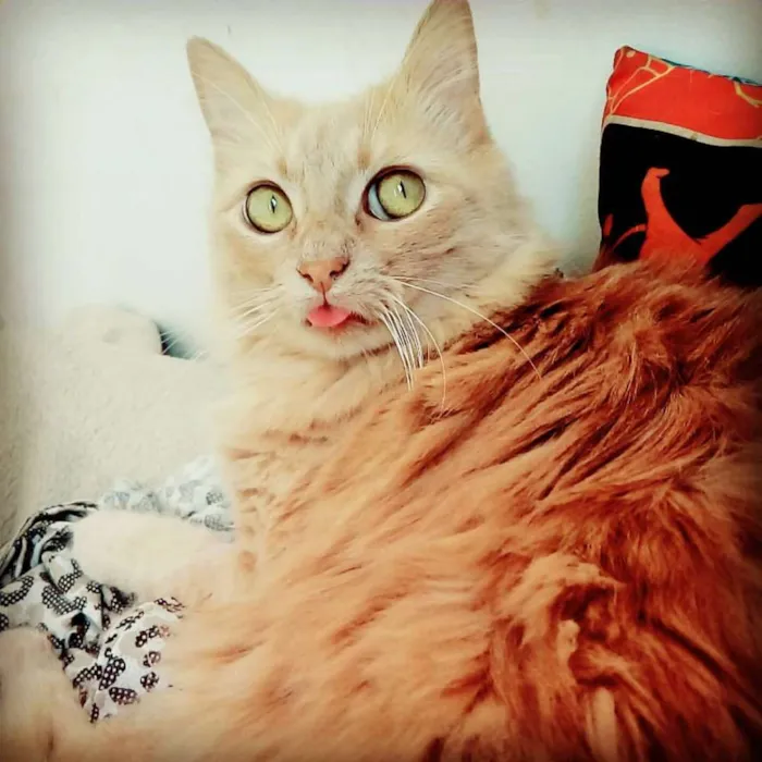 Gato ra a Sem raça definida idade 5 anos nome Siggy e Madonna
