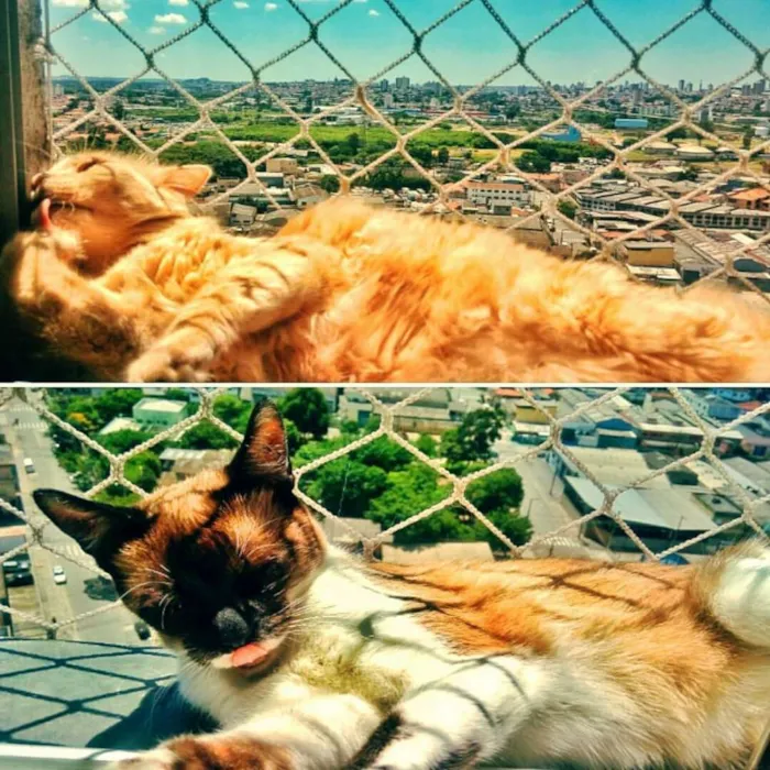 Gato ra a Sem raça definida idade 5 anos nome Siggy e Madonna