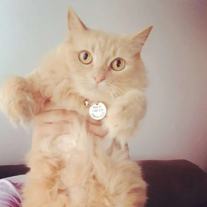 Gato ra a Sem raça definida idade 5 anos nome Siggy e Madonna