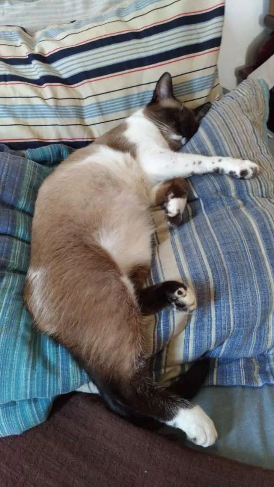 Gato ra a Sem raça definida idade 5 anos nome Siggy e Madonna