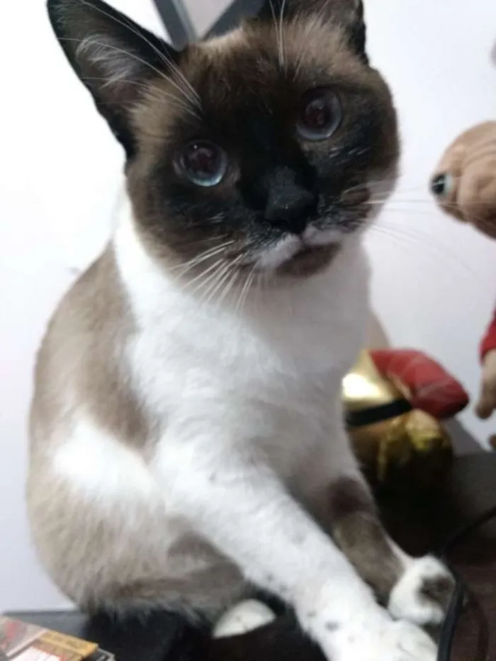 Gato ra a Sem raça definida idade 5 anos nome Siggy e Madonna