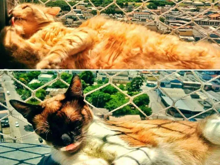 Gato ra a Sem raça definida idade 5 anos nome Siggy e Madonna