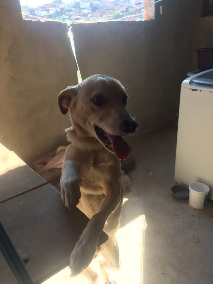 Cachorro ra a Vira lata  idade 3 anos nome Snop