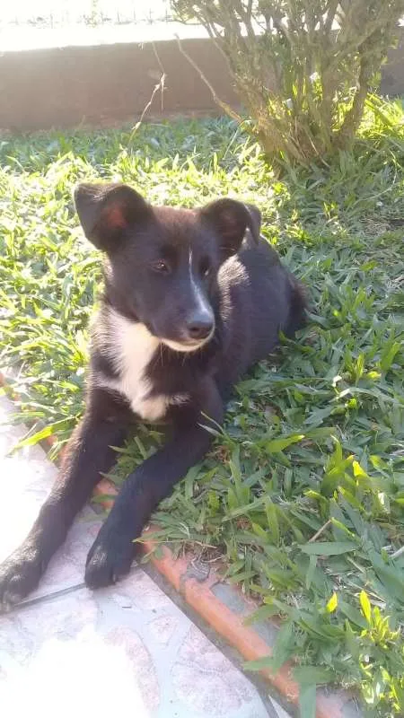 Cachorro ra a SRD idade 2 a 6 meses nome ZEQUINHA