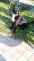 ZEQUINHA