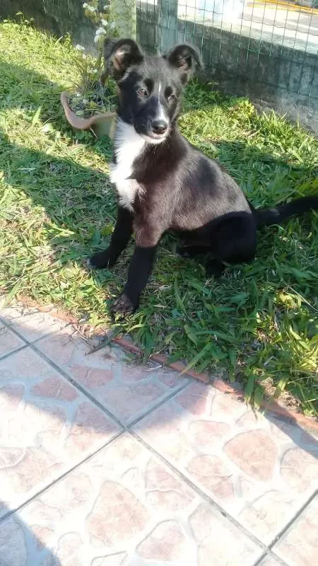 Cachorro ra a SRD idade 2 a 6 meses nome ZEQUINHA