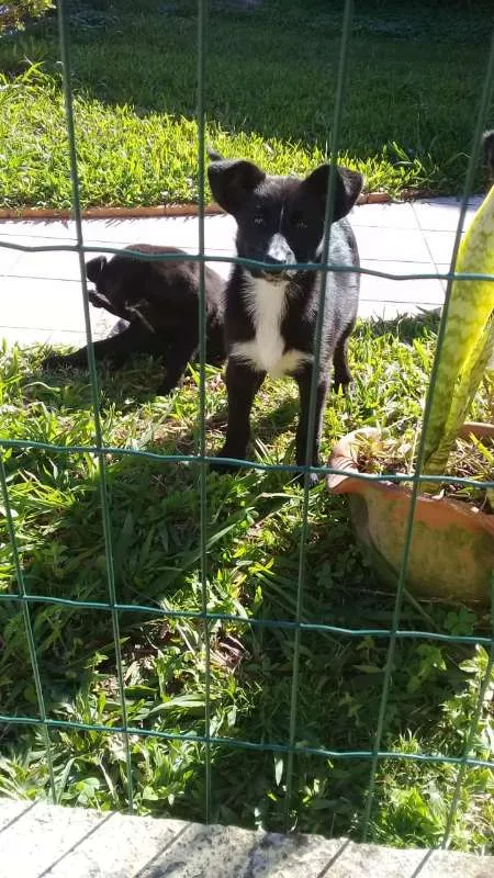Cachorro ra a SRD idade 2 a 6 meses nome ZEQUINHA