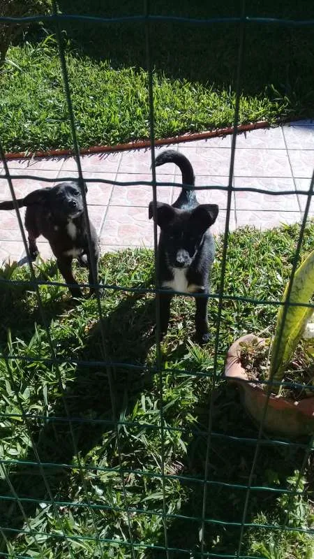 Cachorro ra a SRD idade 2 a 6 meses nome ZEQUINHA