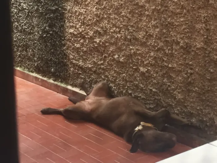 Cachorro ra a Labrador idade 2 anos nome Cacau