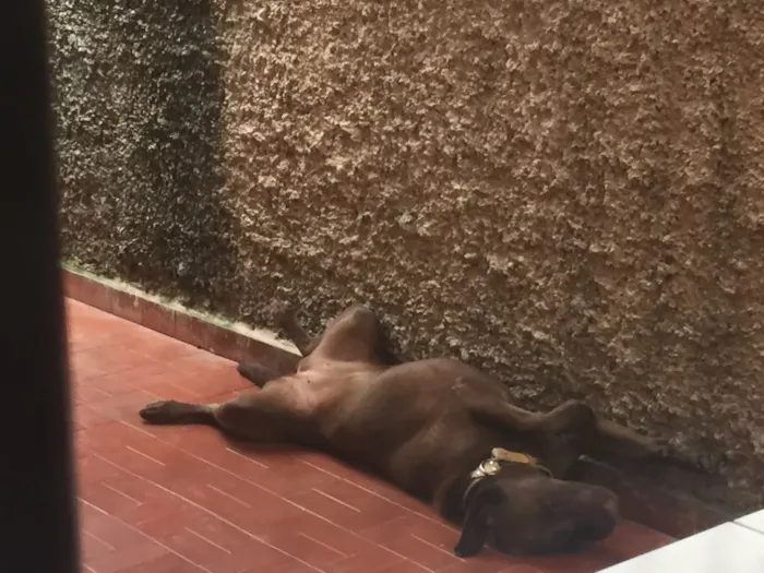 Cachorro ra a Labrador idade 2 anos nome Cacau