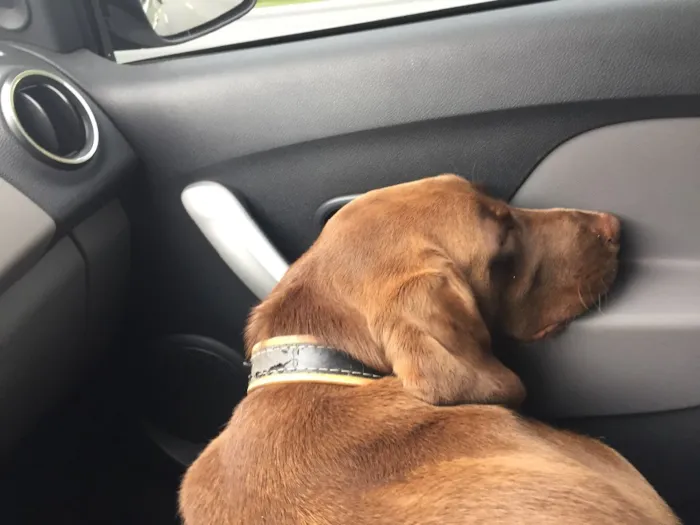 Cachorro ra a Labrador idade 2 anos nome Cacau