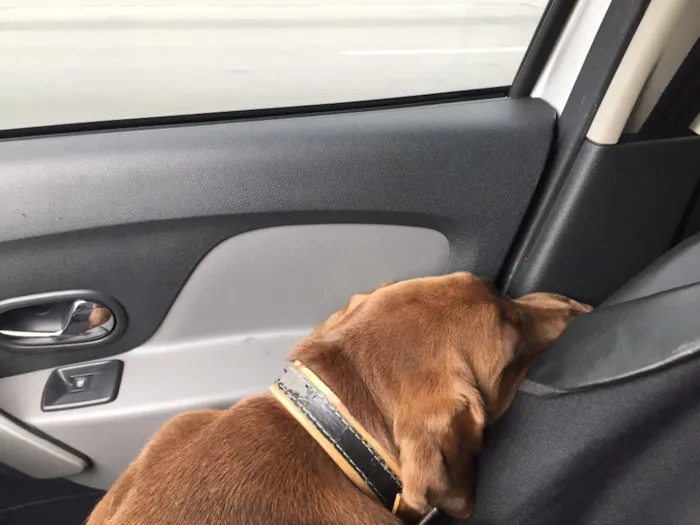 Cachorro ra a Labrador idade 2 anos nome Cacau