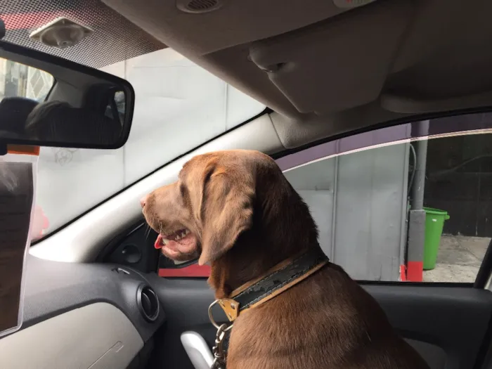 Cachorro ra a Labrador idade 2 anos nome Cacau