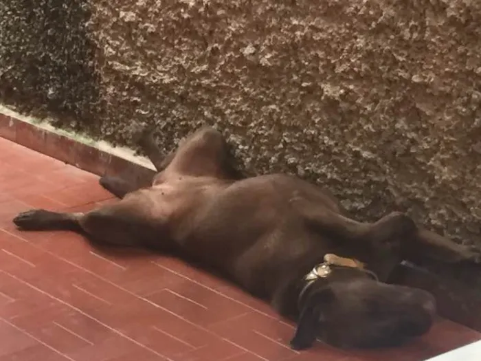 Cachorro ra a Labrador idade 2 anos nome Cacau