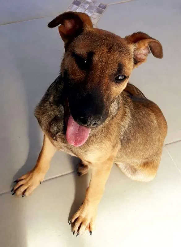 Cachorro ra a SRD idade 2 a 6 meses nome Bruce (Vulgo Sujeito
