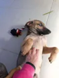 Bruce (Vulgo Sujeito