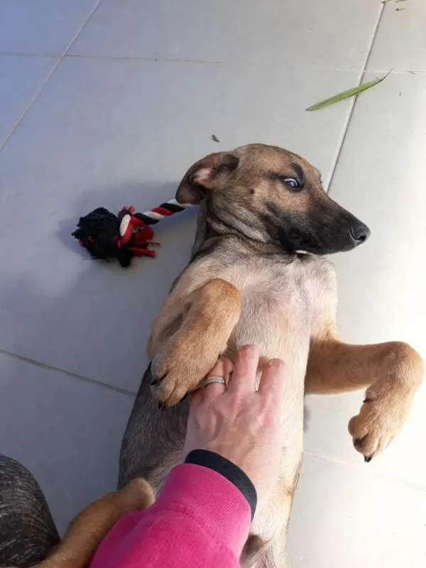 Cachorro ra a SRD idade 2 a 6 meses nome Bruce (Vulgo Sujeito