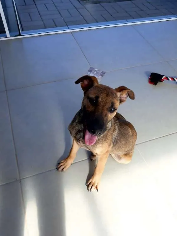 Cachorro ra a SRD idade 2 a 6 meses nome Bruce (Vulgo Sujeito