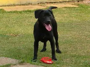 Cachorro raça SRD idade 2 a 6 meses nome Tom (Tonico)