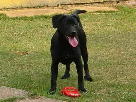 Cachorro ra a SRD idade 2 a 6 meses nome Tom (Tonico)