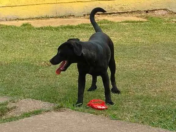 Cachorro ra a SRD idade 2 a 6 meses nome Tom (Tonico)