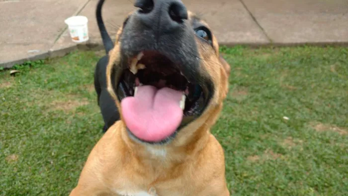 Cachorro ra a SRD idade 1 ano nome Jolie (Jojo)