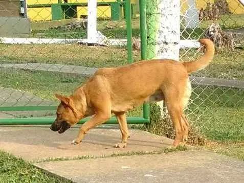 Cachorro ra a SRD idade 1 ano nome Jolie (Jojo)