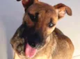 Bruce (Vulgo Sujeito