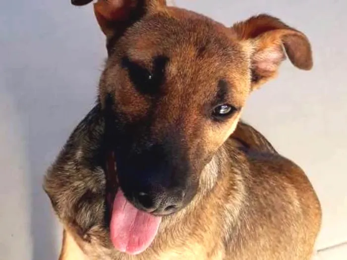 Cachorro ra a SRD idade 2 a 6 meses nome Bruce (Vulgo Sujeito
