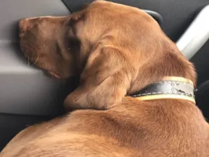Cachorro raça Labrador idade 2 anos nome Cacau