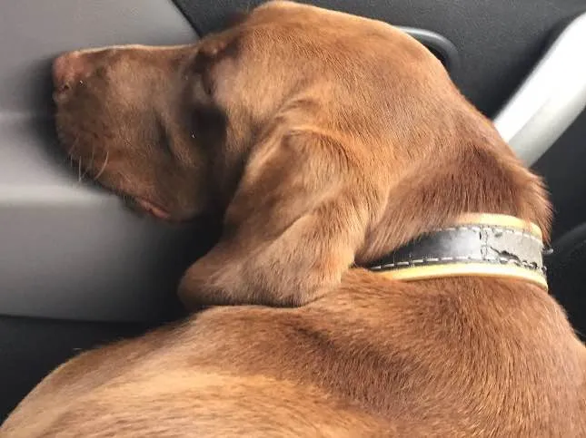 Cachorro ra a Labrador idade 2 anos nome Cacau