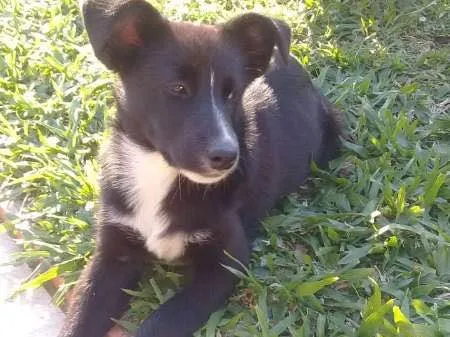 Cachorro ra a SRD idade 2 a 6 meses nome ZEQUINHA
