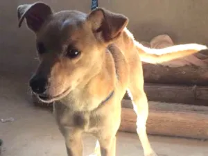 Cachorro raça Vira lata  idade 3 anos nome Snop