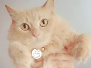 Gato raça Sem raça definida idade 5 anos nome Siggy e Madonna