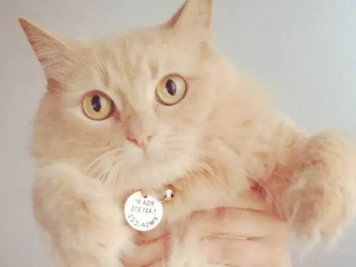 Gato ra a Sem raça definida idade 5 anos nome Siggy e Madonna