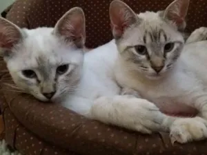 Gato raça SRD idade 2 a 6 meses nome Maya e Dora