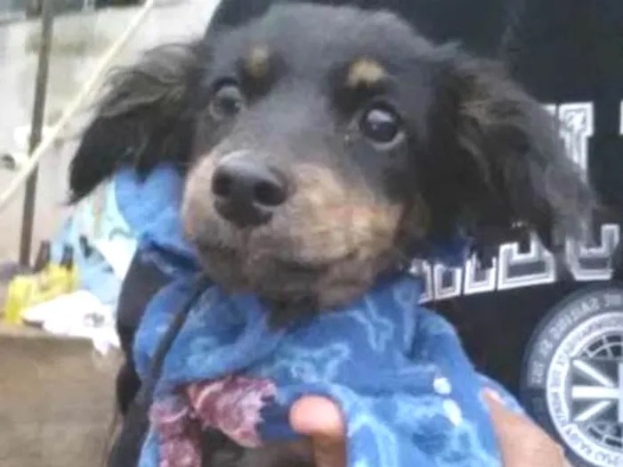 Cachorro ra a SRD idade 2 a 6 meses nome Shuri